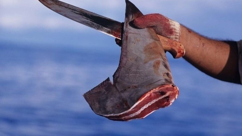 Petition · Ban Shark Fin Soup · Change.org